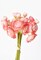 10.5&#x22; Faux Light Pink Ranunculus Stem Bundle